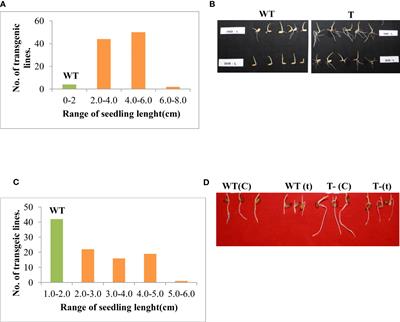 Pyramiding of transcription factor, PgHSF4, and stress-responsive genes of p68, Pg47, and PsAKR1 impart multiple abiotic stress tolerance in rice (Oryza sativa L.)
